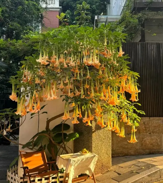 广州一人家把“曼陀罗”种大门口，很多人拍照，网友：致命的诱惑