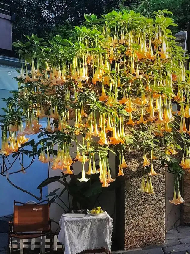 广州一人家把“曼陀罗”种大门口，很多人拍照，网友：致命的诱惑