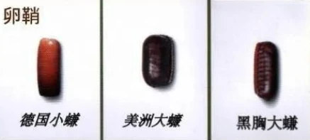 家里发现好几个蟑螂卵鞘，是不是意味着有十几只蟑螂？