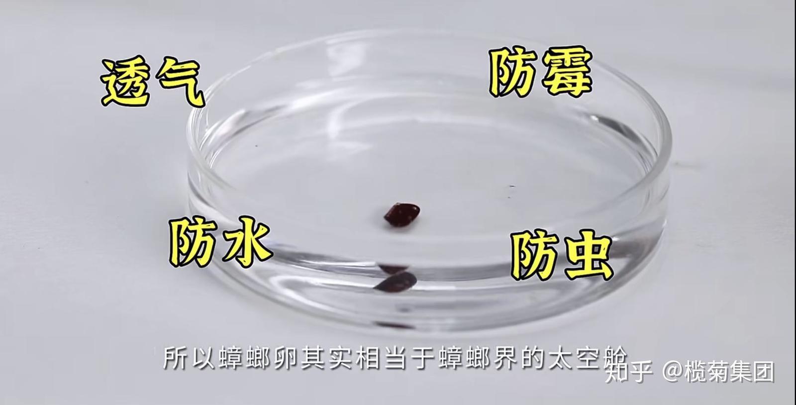 家里发现好几个蟑螂卵鞘，是不是意味着有十几只蟑螂？
