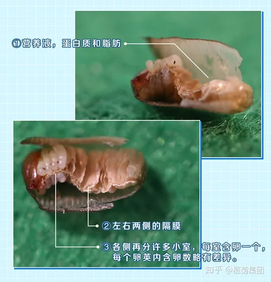 家里发现好几个蟑螂卵鞘，是不是意味着有十几只蟑螂？