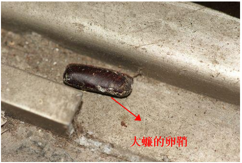 家里发现好几个蟑螂卵鞘，是不是意味着有十几只蟑螂？