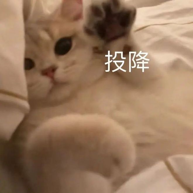 澳洲大学网课：Tutor不让留学生中文交流！被困留学生的行李都要长毛了