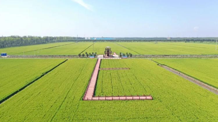 “农”墨重彩促振兴，津沽大地绘新卷！