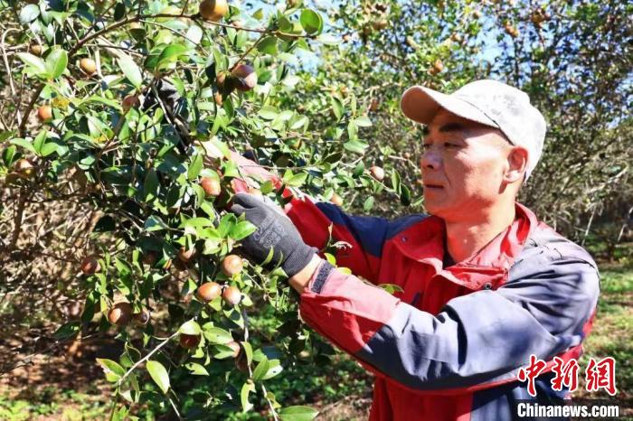 （身边的变化）福建顺昌千亩油茶喜迎丰收