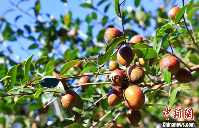 （身边的变化）福建顺昌千亩油茶喜迎丰收