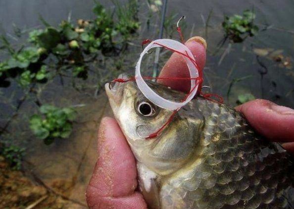 夏季钓大板鲫利器:自制小爆炸钩的两种制作方法及使用技巧