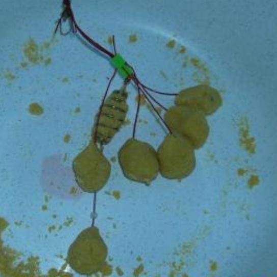 钓鱼爆炸钩的使用技巧