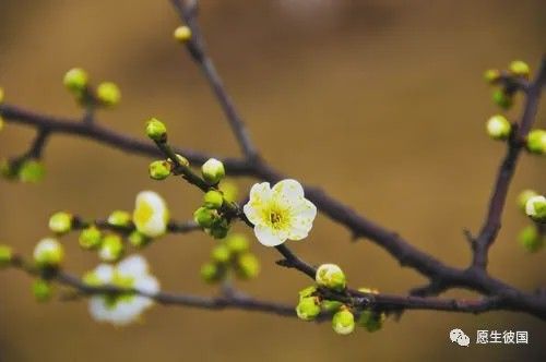 达照法师：我现实生活中所感应的观音菩萨之大爱