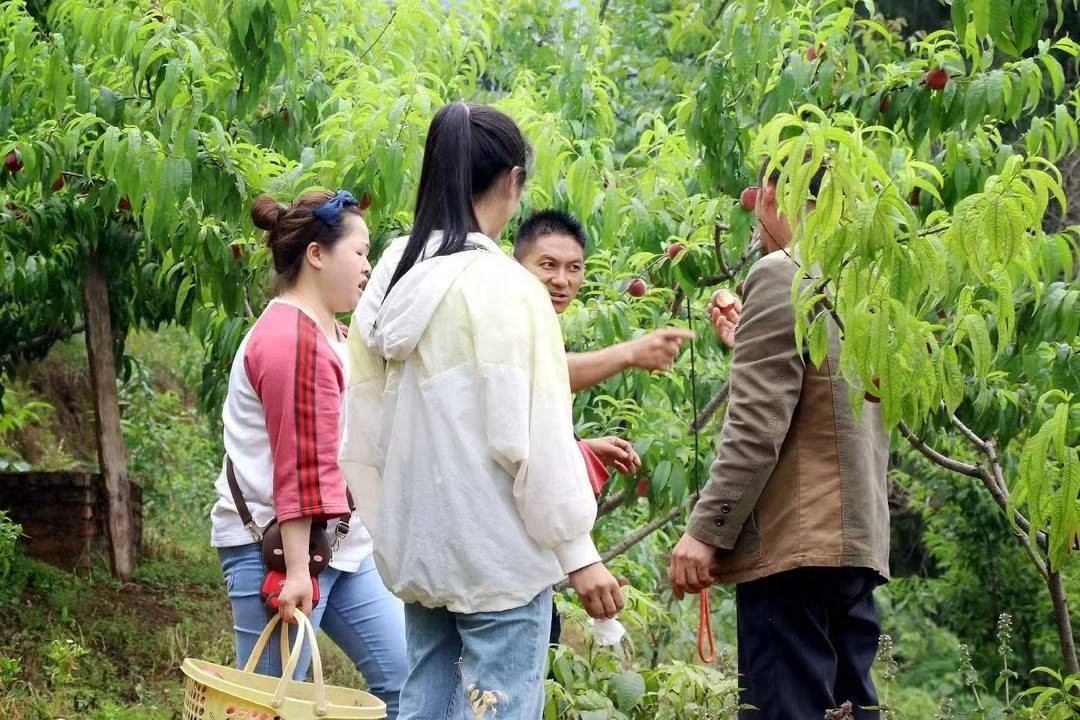 四川通江：桃李满枝头 甜了舌尖富了农家