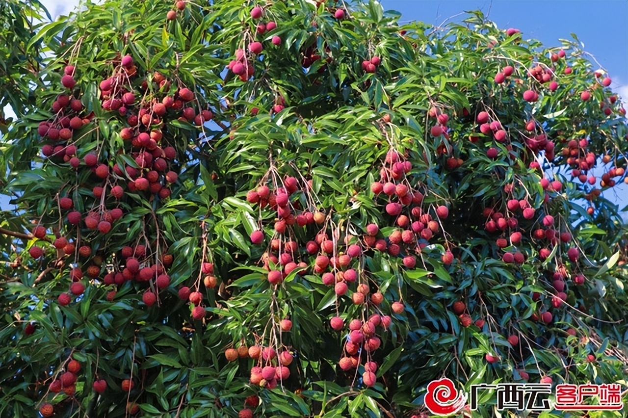 荔枝红了！梧州藤县濛江1.5万亩荔枝上市，产量比去年增加1/3​