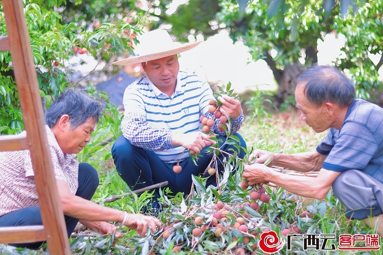 荔枝红了！梧州藤县濛江1.5万亩荔枝上市，产量比去年增加1/3​
