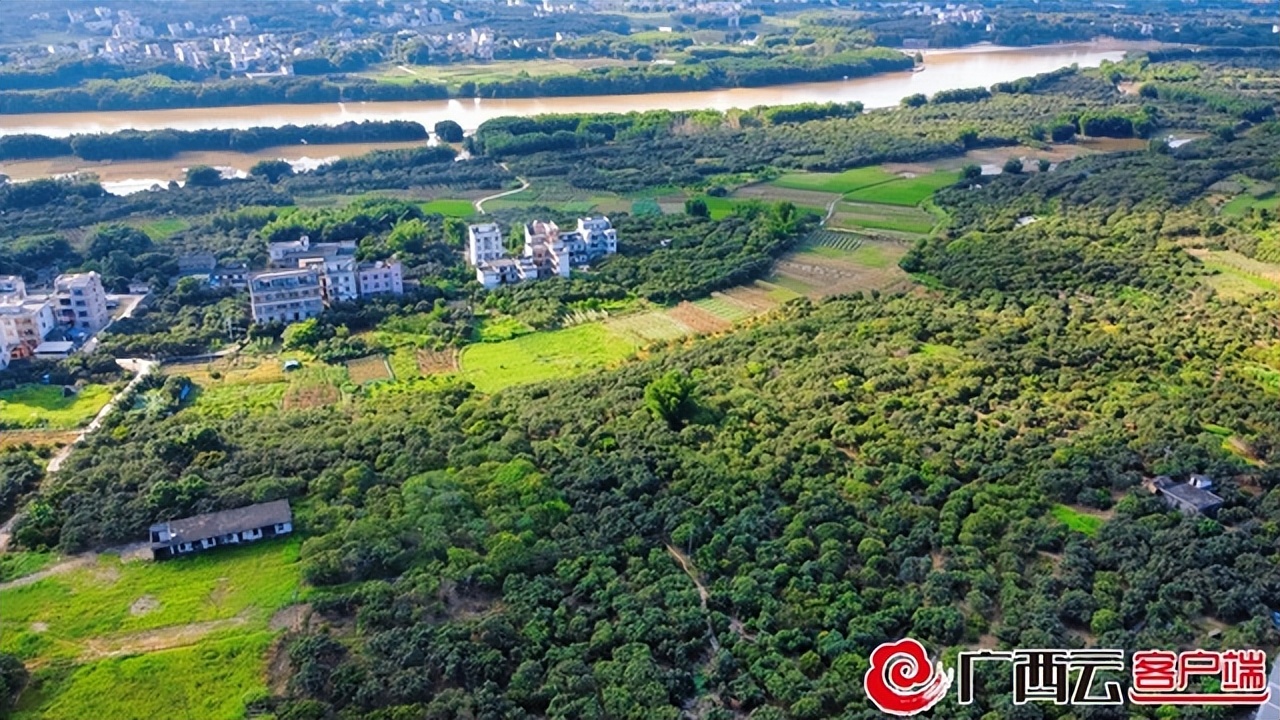 荔枝红了！梧州藤县濛江1.5万亩荔枝上市，产量比去年增加1/3​