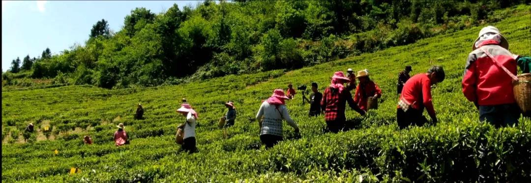 生态文明示范创建典型案例（27）——桑植县