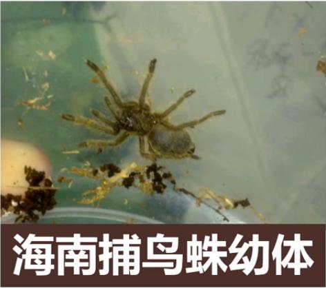 在国内看见这几种蜘蛛，千万别碰它们，离的越远越好