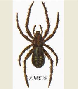 在国内看见这几种蜘蛛，千万别碰它们，离的越远越好