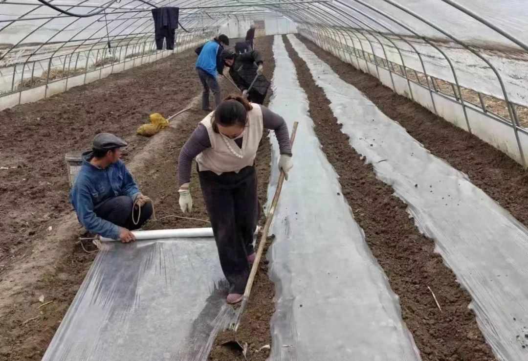 宕昌沙湾镇：扬优势 调结构 特色产业蓄势待发