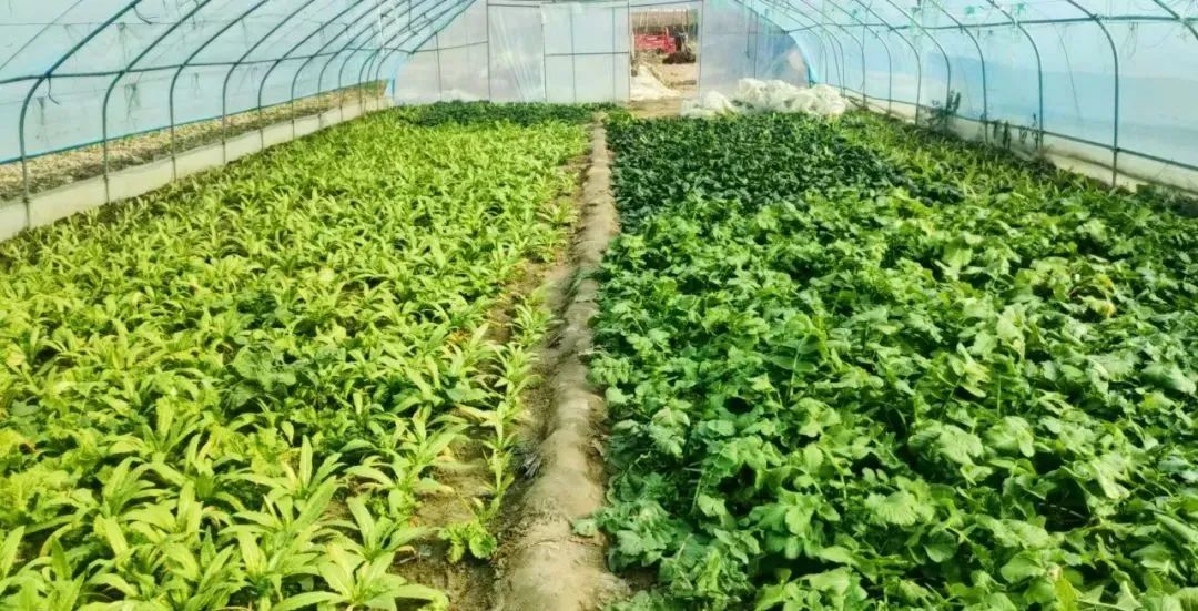 宕昌沙湾镇：扬优势 调结构 特色产业蓄势待发
