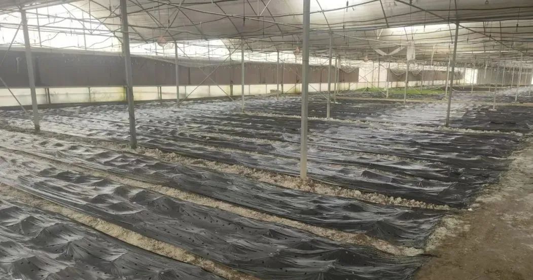 宕昌沙湾镇：扬优势 调结构 特色产业蓄势待发