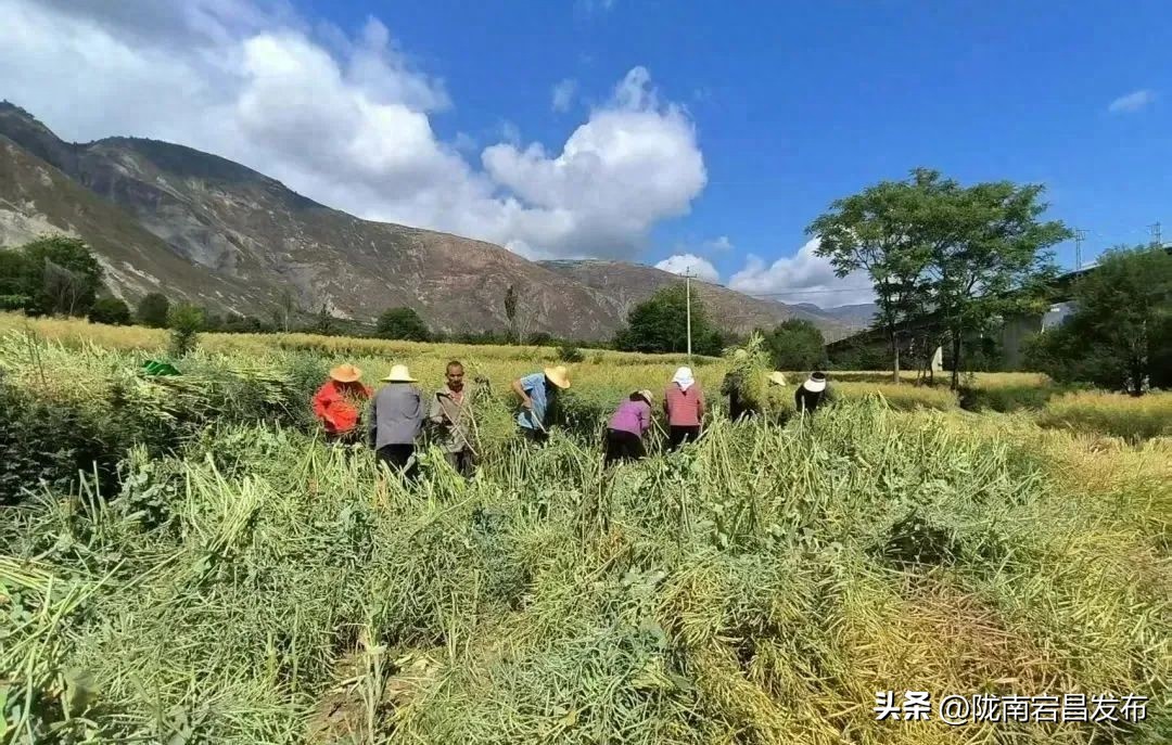 聚焦“六争九提三突破”行动｜宕昌沙湾镇：夏粮收割正当时 丰收图景展新颜