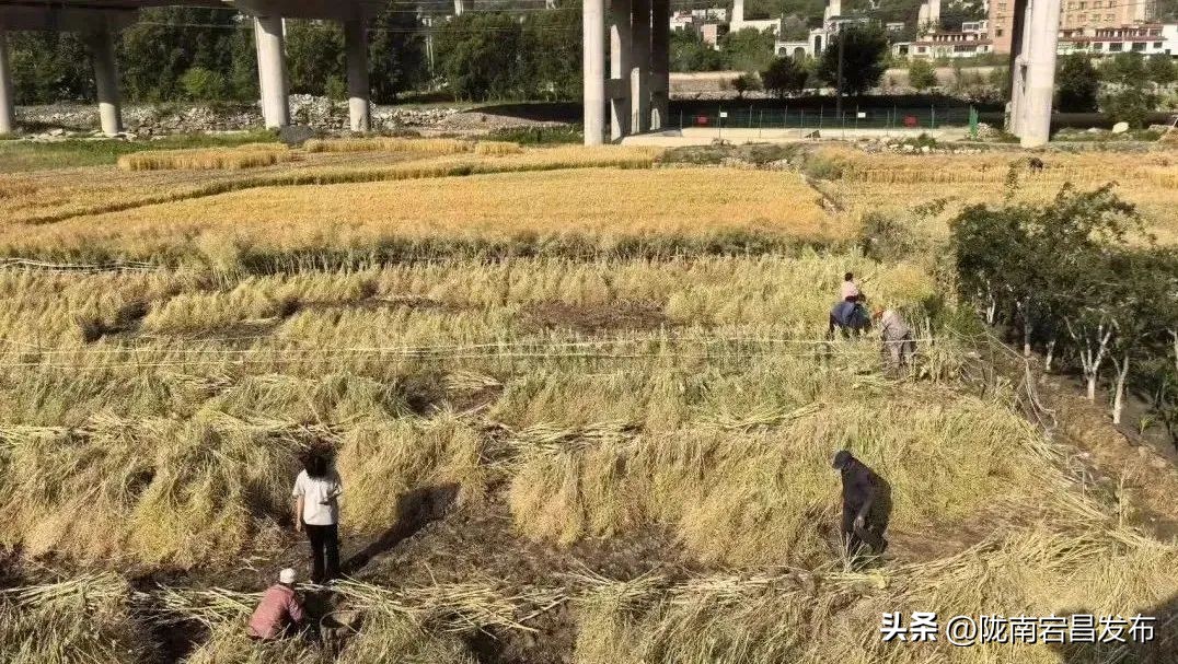 聚焦“六争九提三突破”行动｜宕昌沙湾镇：夏粮收割正当时 丰收图景展新颜