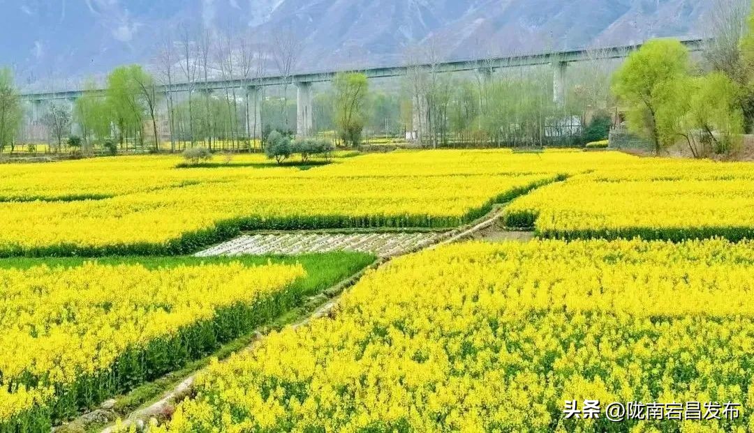 聚焦“六争九提三突破”行动｜宕昌沙湾镇：夏粮收割正当时 丰收图景展新颜