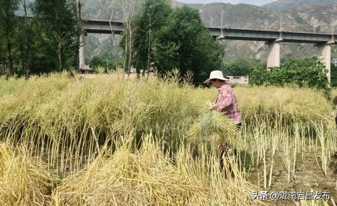 聚焦“六争九提三突破”行动｜宕昌沙湾镇：夏粮收割正当时 丰收图景展新颜