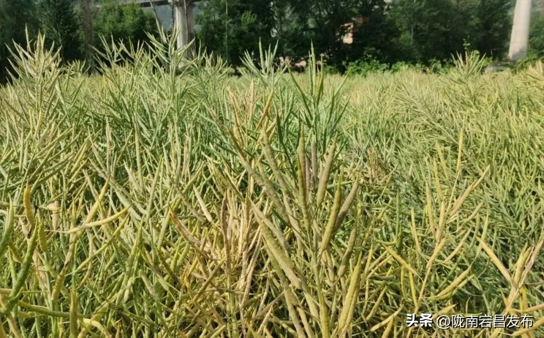 聚焦“六争九提三突破”行动｜宕昌沙湾镇：夏粮收割正当时 丰收图景展新颜