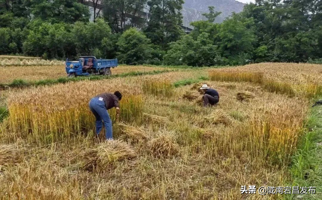 聚焦“六争九提三突破”行动｜宕昌沙湾镇：夏粮收割正当时 丰收图景展新颜