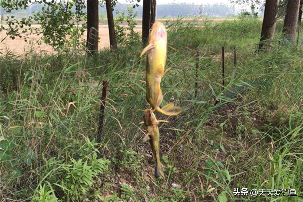 大水面野钓大鱼，串钩的4个灵活用法，不惧鱼情变化