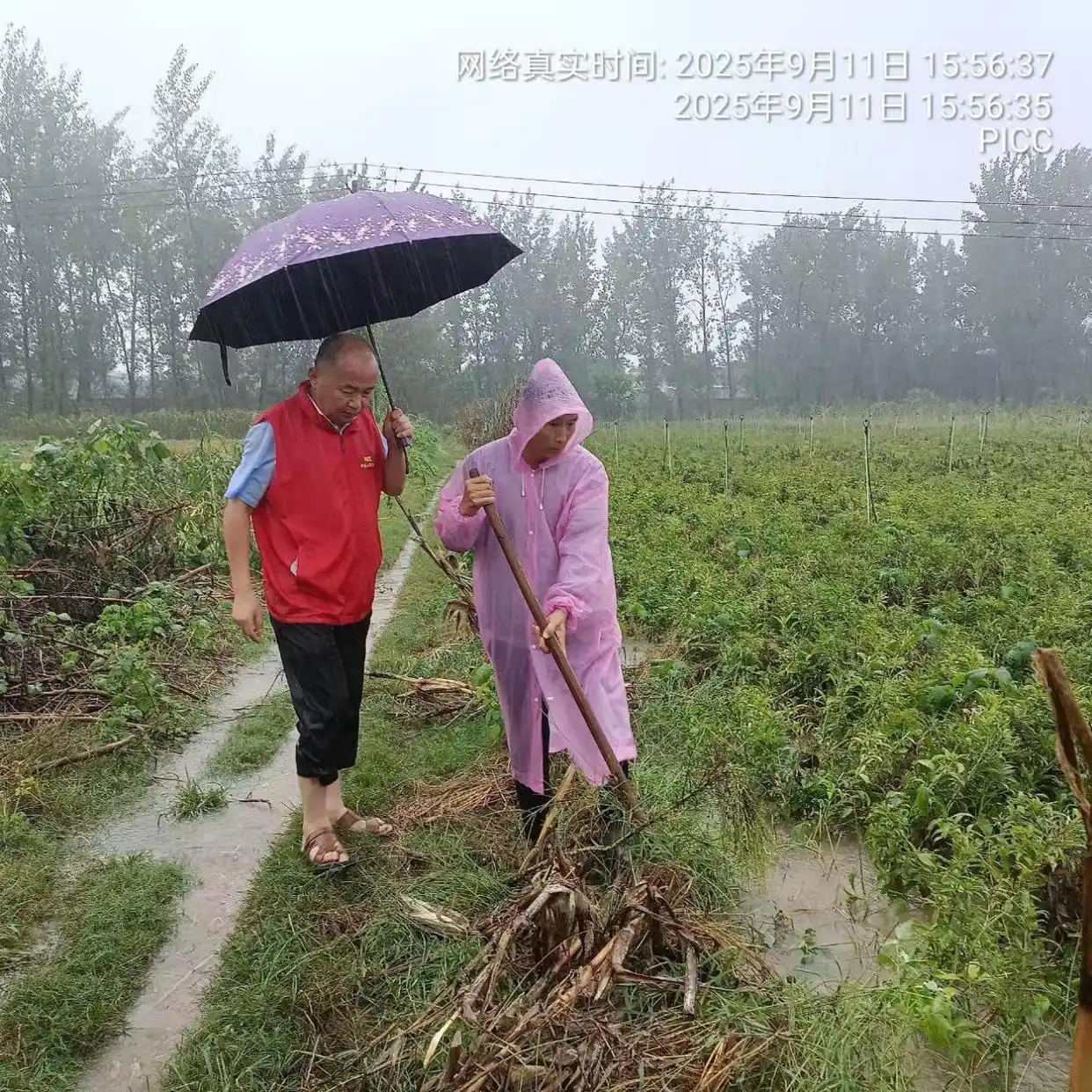 人保财险安徽分公司：暴雨来袭 全力守护人民群众生命财产安全