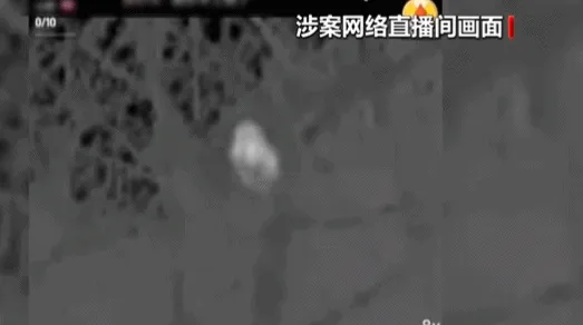 主播为“涨粉”直播猎鸟，线上教学、销售捕猎工具，5人被采取刑事强制措施