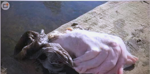 水猴子探秘：人们口中的水鬼究竟是何物？