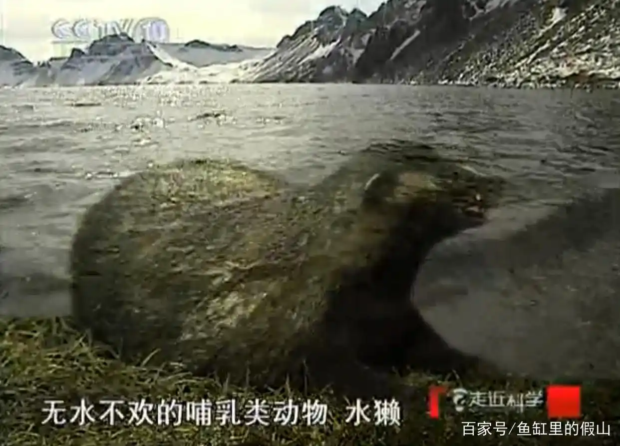民间一度误认其为“水猴子”，央视多次辟谣，水獭到底是何方神圣