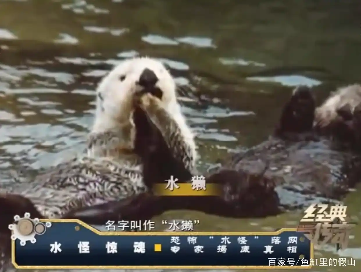 民间一度误认其为“水猴子”，央视多次辟谣，水獭到底是何方神圣