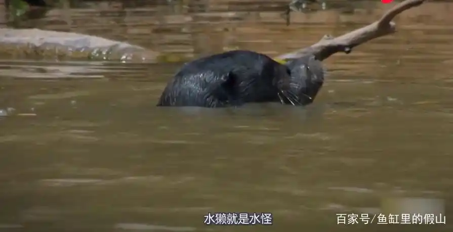 民间一度误认其为“水猴子”，央视多次辟谣，水獭到底是何方神圣