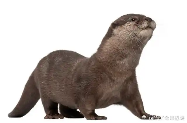 民间一度误认其为“水猴子”，央视多次辟谣，水獭到底是何方神圣