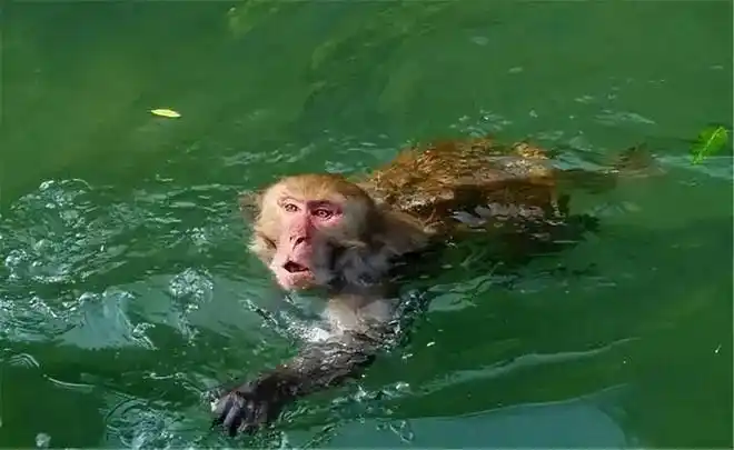 相传可以把人拖下水溺亡的水猴子真的存在吗？为什么？