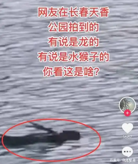 长春一公园湖水中拍到不明生物，通体黑色速度极快，是水猴子？