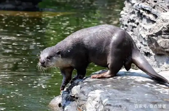 长春一公园湖水中拍到不明生物，通体黑色速度极快，是水猴子？