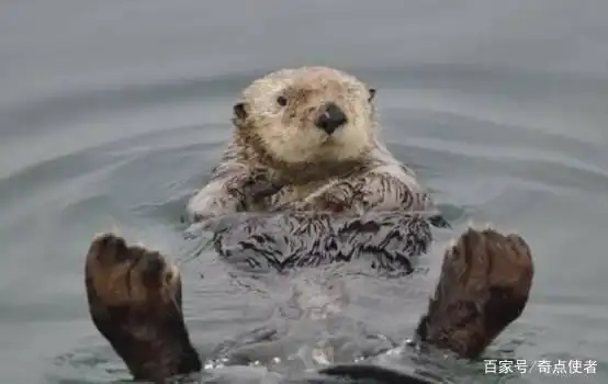长春一公园湖水中拍到不明生物，通体黑色速度极快，是水猴子？