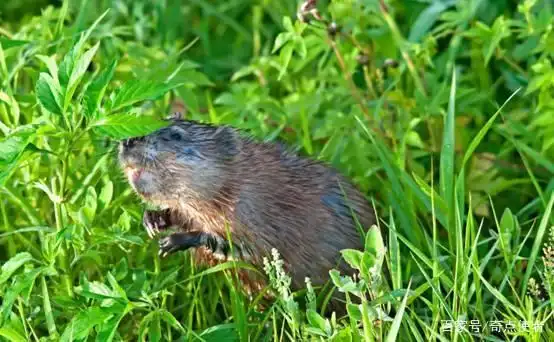 长春一公园湖水中拍到不明生物，通体黑色速度极快，是水猴子？