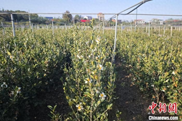 （高质量发展调研行）“良种+良法”促湖南衡南50余万亩油茶绿生“金”