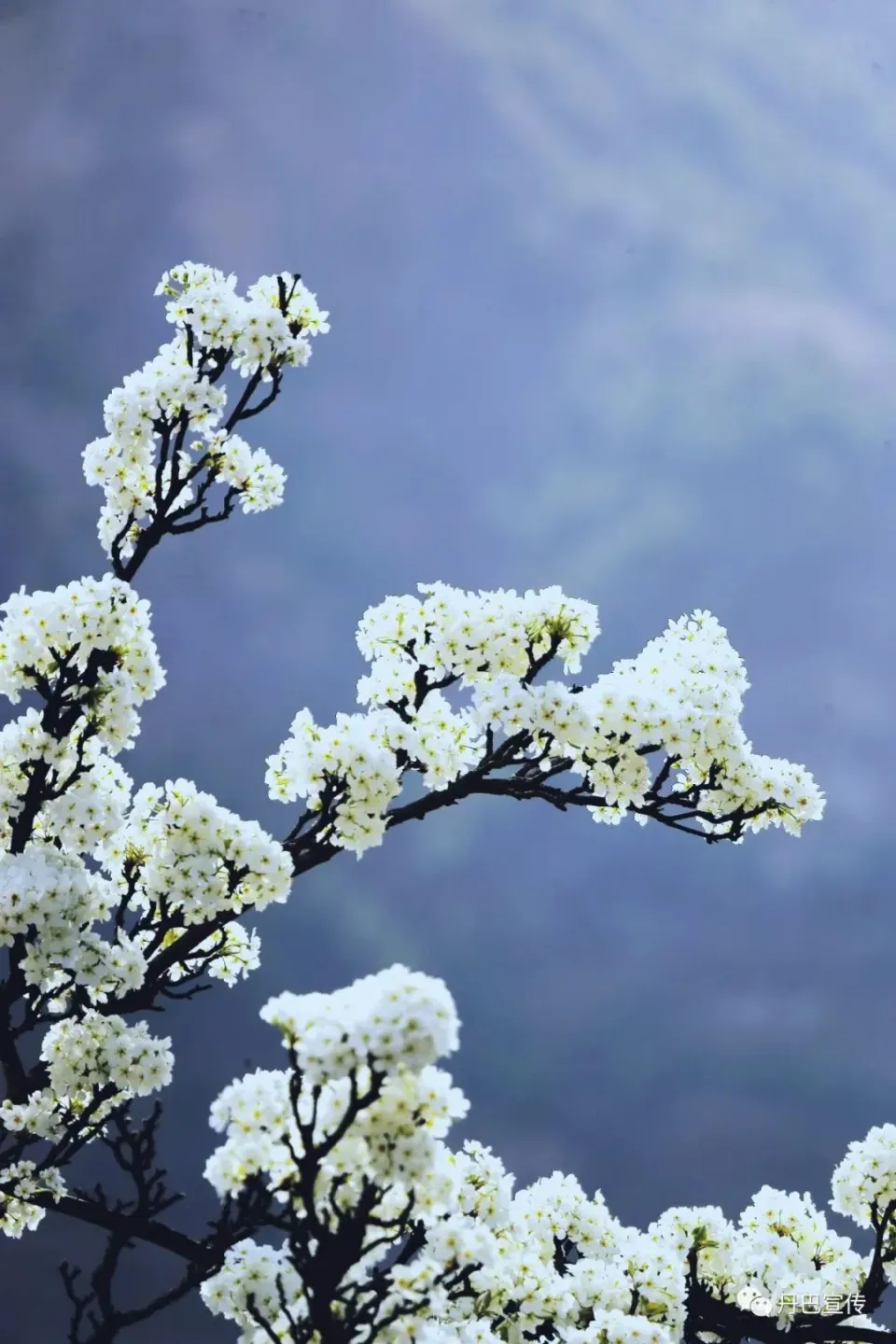 3月22日！来丹巴，赴一场与梨花的春日之约