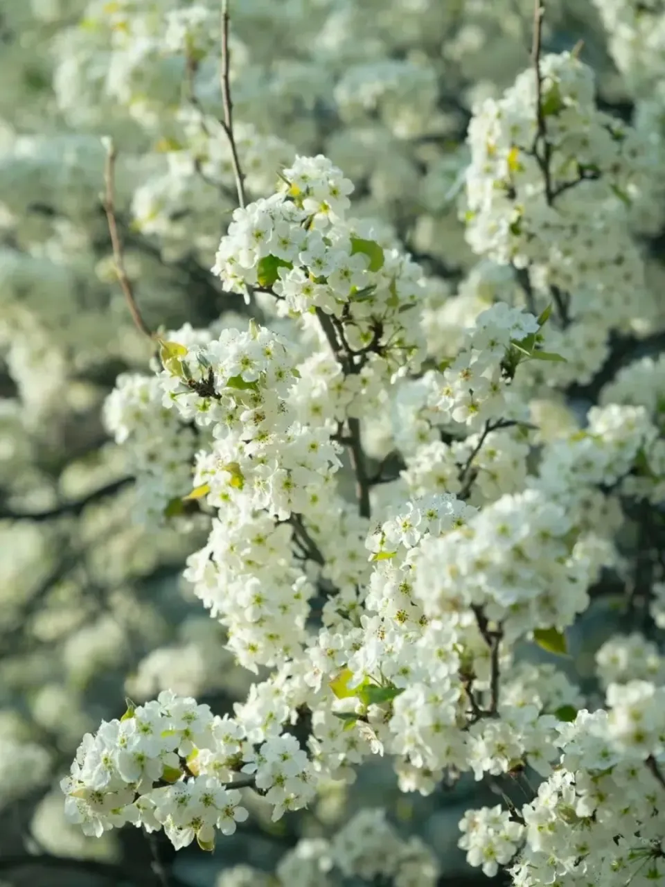 3月22日！来丹巴，赴一场与梨花的春日之约