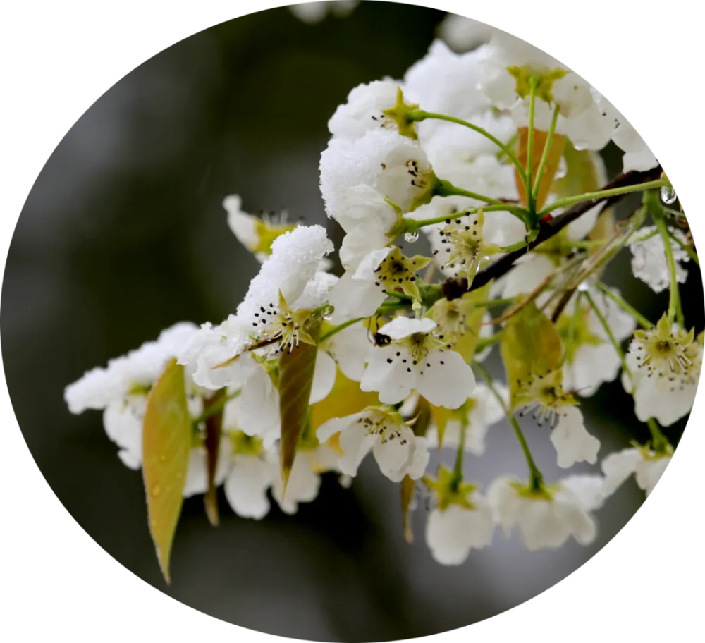 3月22日！来丹巴，赴一场与梨花的春日之约