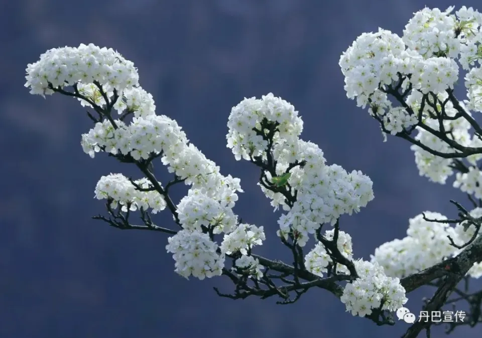 3月22日！来丹巴，赴一场与梨花的春日之约