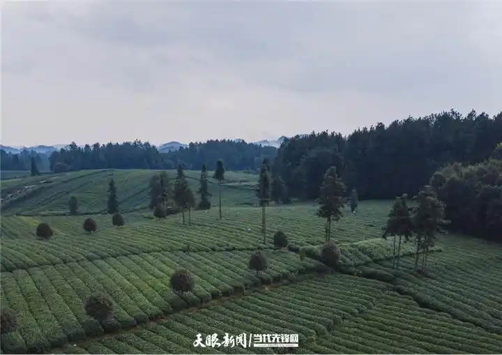 国庆旅游攻略，湄潭七个黄金旅游打卡点不要错过！
