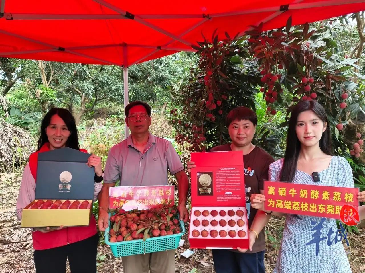 “我为岭荔代言”，大岭山这场直播让荔枝火出圈！