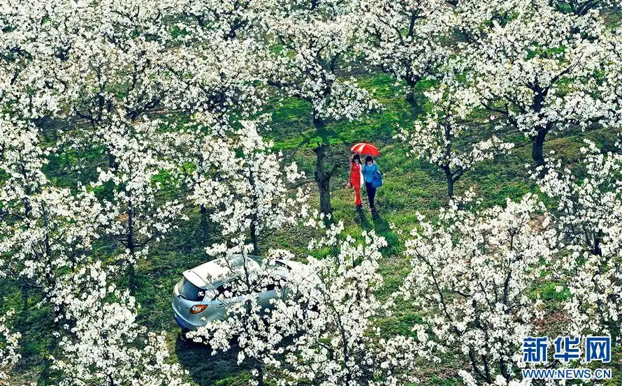 乡村振兴在行动｜安徽砀山：酥梨种出好“滋味”